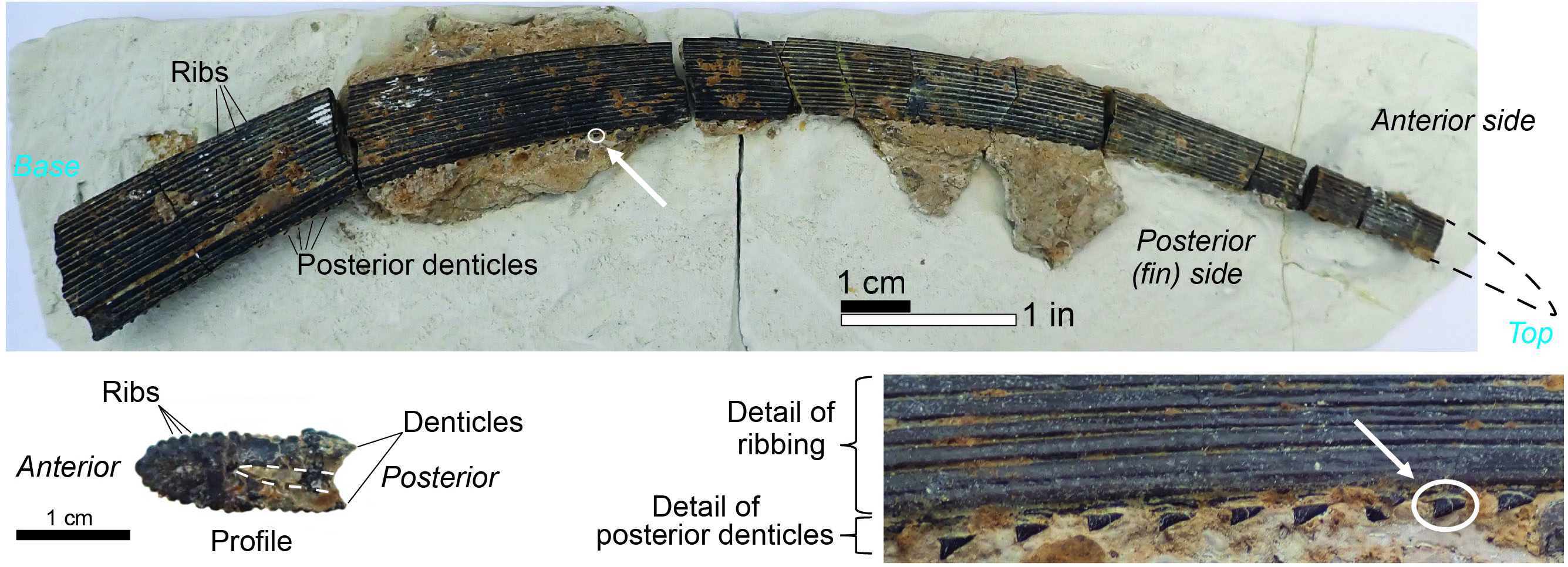 Ctenacanthus spine from the Late Mississippian Paragon Formation of Pulaski County, Kentucky